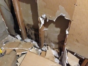 Dealing with Mold