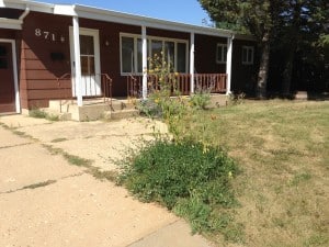 Auction House Yard Cleanup