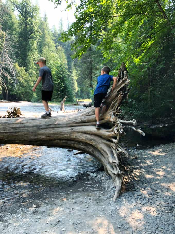 Trail of the Cedars with Kids
